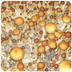 Псилоцибиновые (галлюциногенные) грибы в Бердске Psilocybin "Golden Teacher" Псилоцибиновые (галлюциногенные) грибы в Бердске Psilocybin "Golden Teacher"