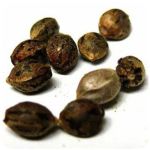 Семена марихуаны АК-47  (Seeds AK-47) в Бердске